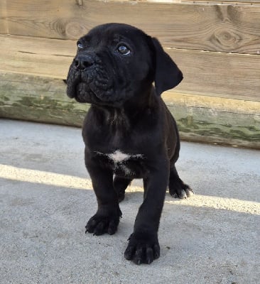 VADOR - Cane Corso