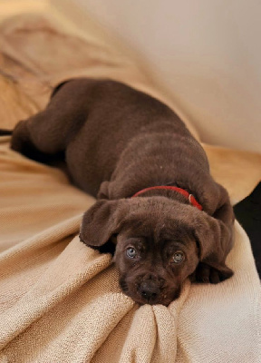 Les chiots de Cane Corso