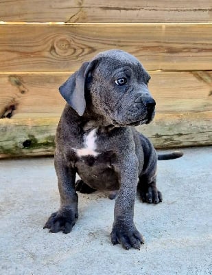 VIKING - Cane Corso