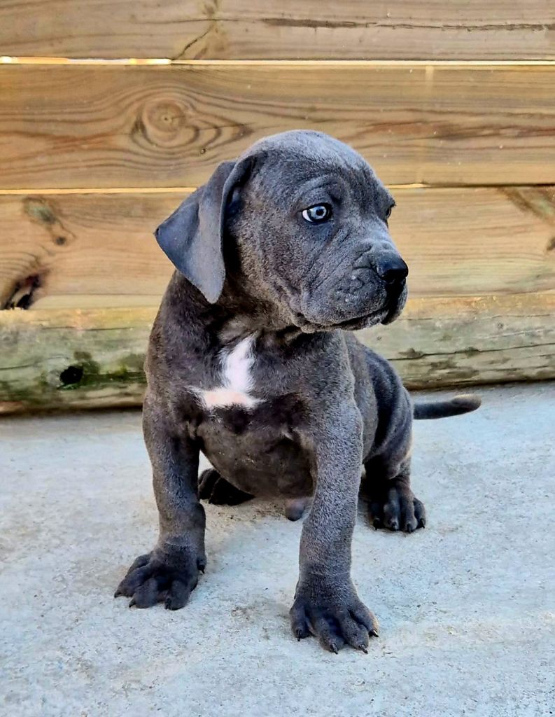 VIKING - Cane Corso