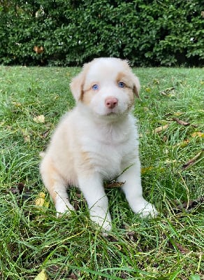 Les chiots de Berger Australien