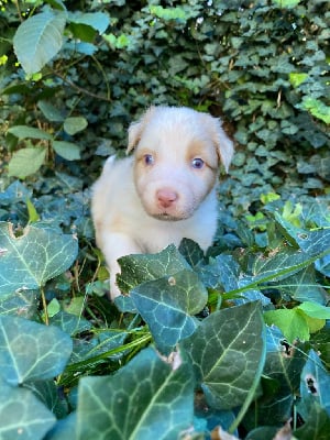 Les chiots de Berger Australien