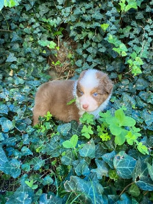 Les chiots de Berger Australien