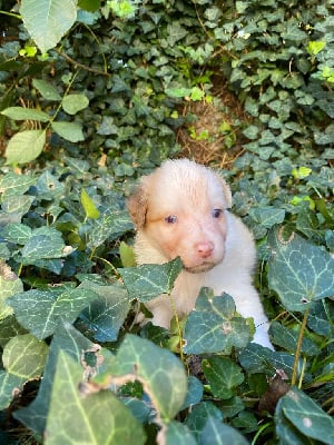 Les chiots de Berger Australien