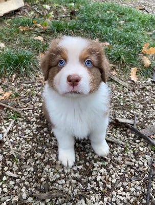 Les chiots de Berger Australien