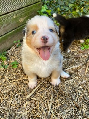 Les chiots de Berger Australien