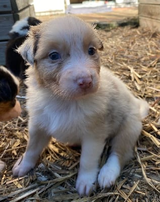 Les chiots de Berger Australien