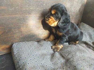 Les chiots de Cocker Spaniel Anglais