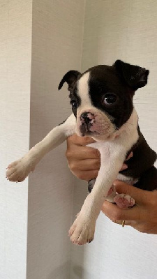 Les chiots de Boston Terrier