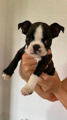 Les chiots de Boston Terrier