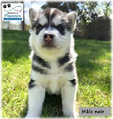 Mâle collier noir - Siberian Husky