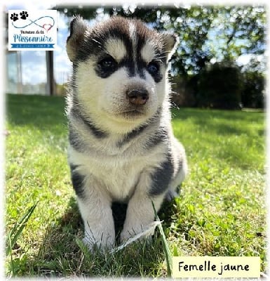 Femelle collier jaune - Siberian Husky