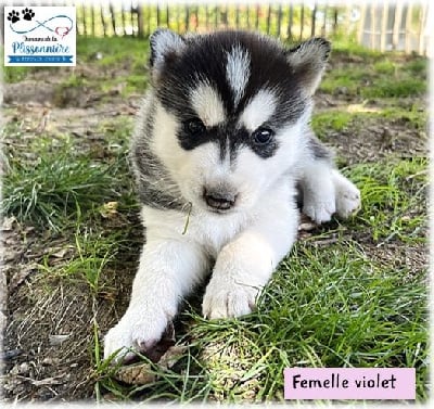 Femelle collier violet - Siberian Husky