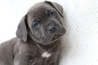 Les chiots de Cane Corso