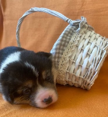 Les chiots de Welsh Corgi Pembroke