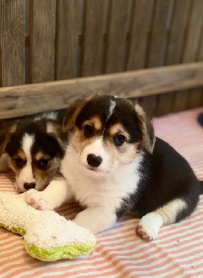 Les chiots de Welsh Corgi Pembroke