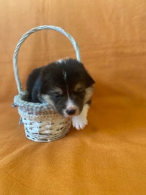 collier violet - Welsh Corgi Pembroke