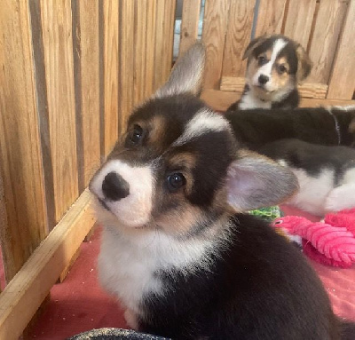 Les chiots de Welsh Corgi Pembroke