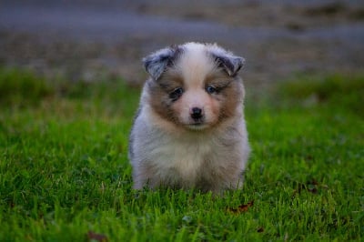 Male bleu merle - Berger Américain Miniature 