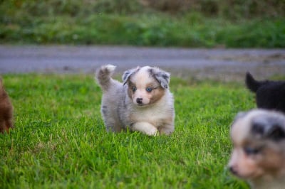 Les chiots de Berger Américain Miniature 