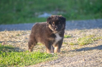 Les chiots de Berger Américain Miniature 