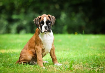 Les chiots de Boxer