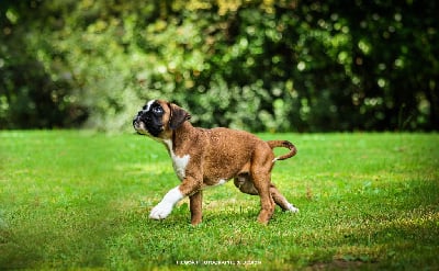 Les chiots de Boxer