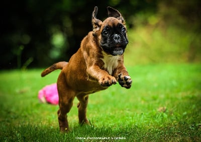 Les chiots de Boxer