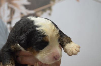 Les chiots de Bouvier Bernois