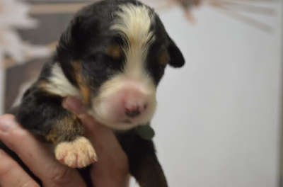 Les chiots de Bouvier Bernois