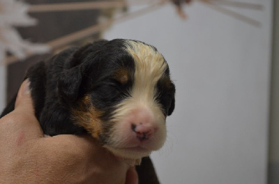 Les chiots de Bouvier Bernois