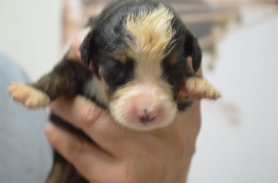 Les chiots de Bouvier Bernois