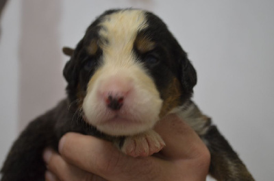 Les chiots de Bouvier Bernois