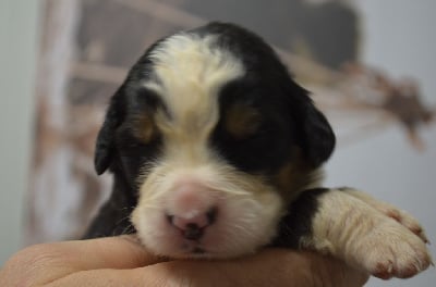 Les chiots de Bouvier Bernois