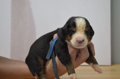 Les chiots de Bouvier Bernois