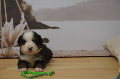 Les chiots de Bouvier Bernois