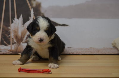 Les chiots de Bouvier Bernois