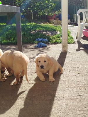 Les chiots de Golden Retriever