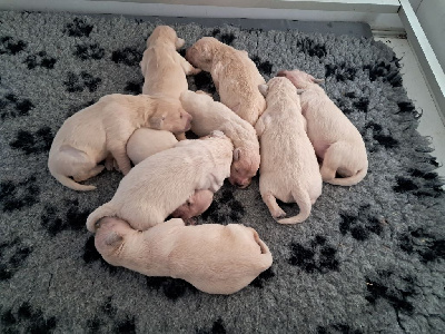 Les chiots de Golden Retriever