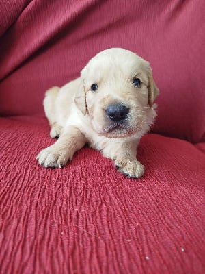 Les chiots de Golden Retriever