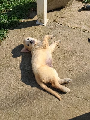 Les chiots de Golden Retriever