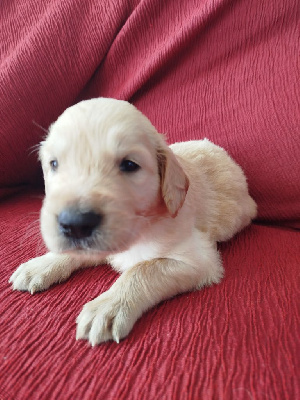 Les chiots de Golden Retriever