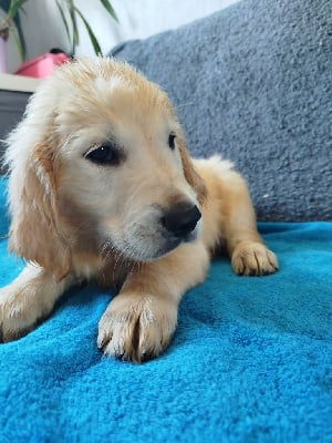 Les chiots de Golden Retriever