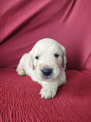 Les chiots de Golden Retriever