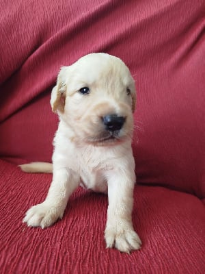 Les chiots de Golden Retriever