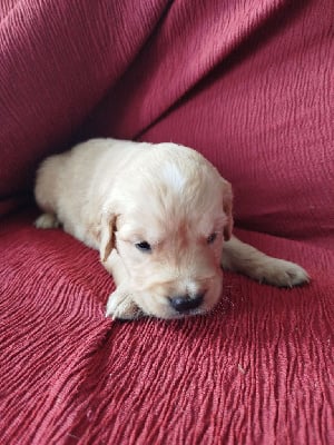 Les chiots de Golden Retriever