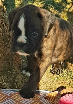 Les chiots de Boxer