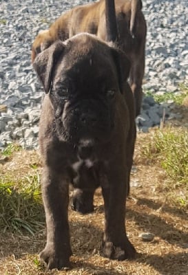 Les chiots de Boxer