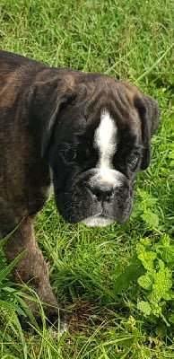 Les chiots de Boxer