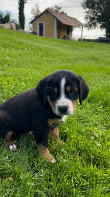 Les chiots de Grand bouvier suisse